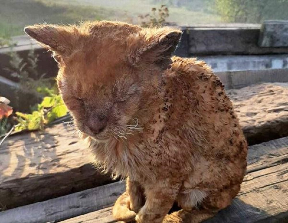 Видео спасения рыжего котенка из пожара взорвало ростовские соцсети