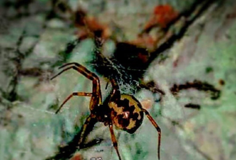На нашествие неизвестных пауков пожаловался ростовчанин