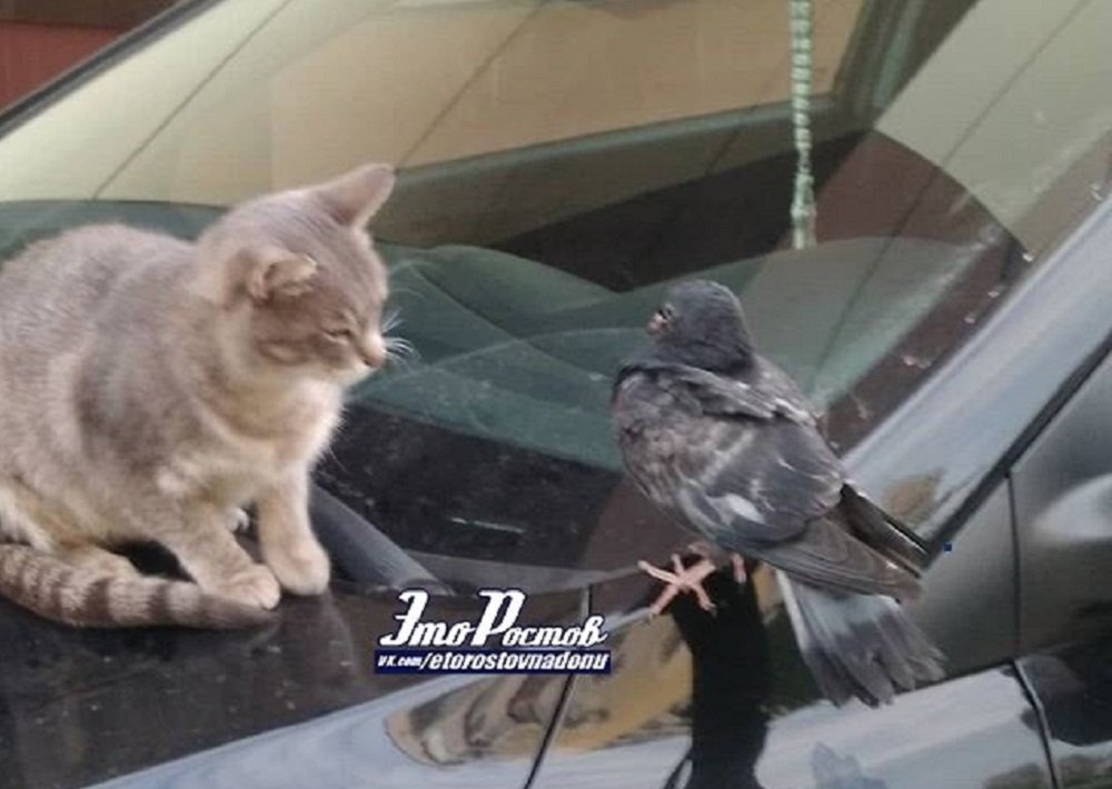 Дружба ростовского кота и голубя умилила ростовчан