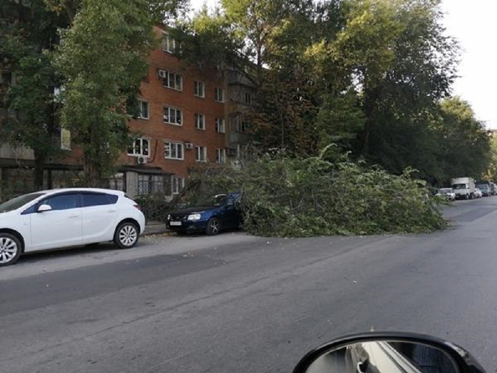 В Таганроге упавшее дерево придавило иномарку