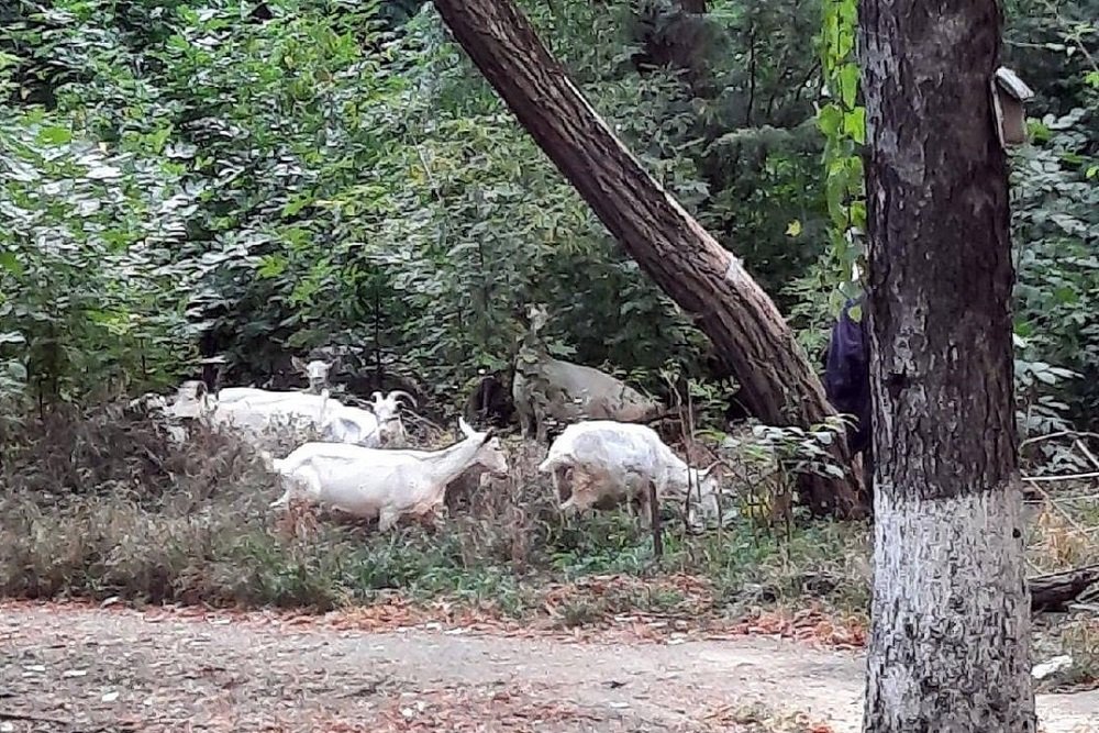 Ростовчане поддержали в сети мужчину, выгуливающего коз