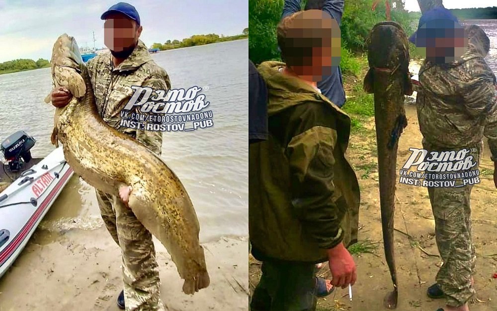 Великана выловили рыбаки под Ростовом