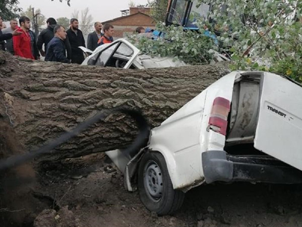 «Погибли двое мужчин»: Огромное дерево раздавило иномарку в Ростовской области