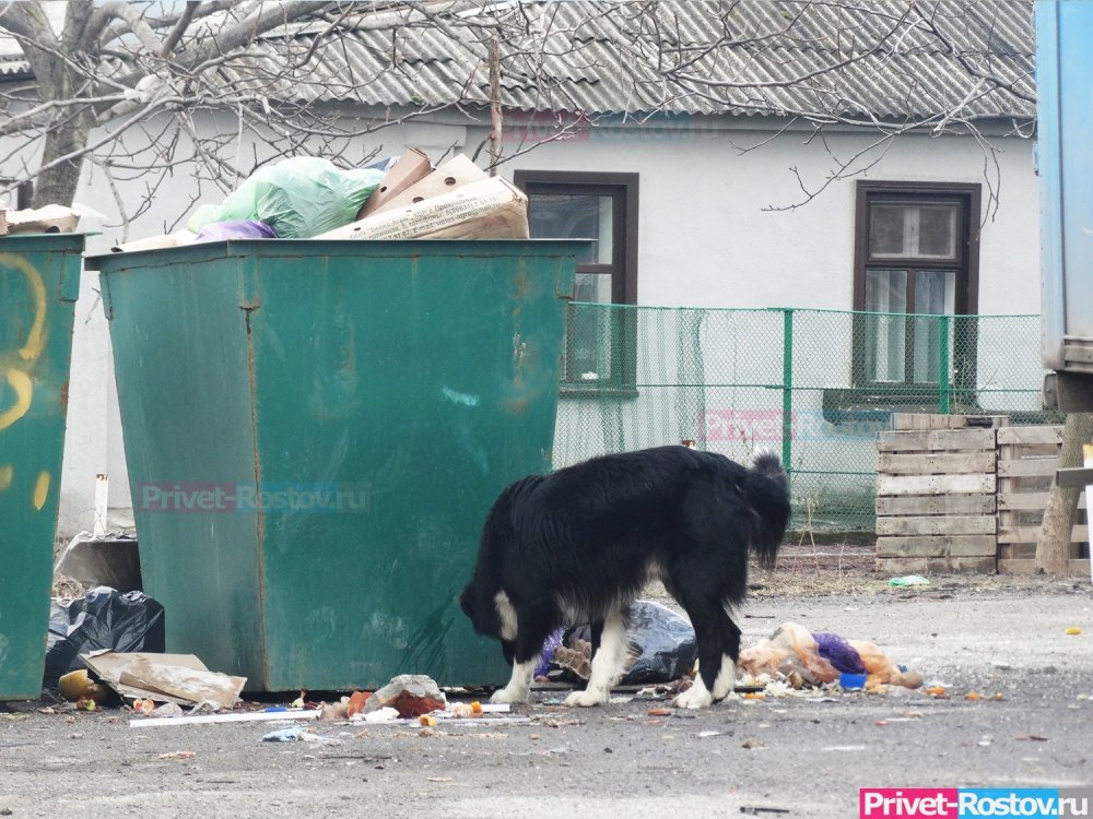 Власти Ростовской области предупредили о возможном разрыве договорных отношений с регоператором по вывозу мусора