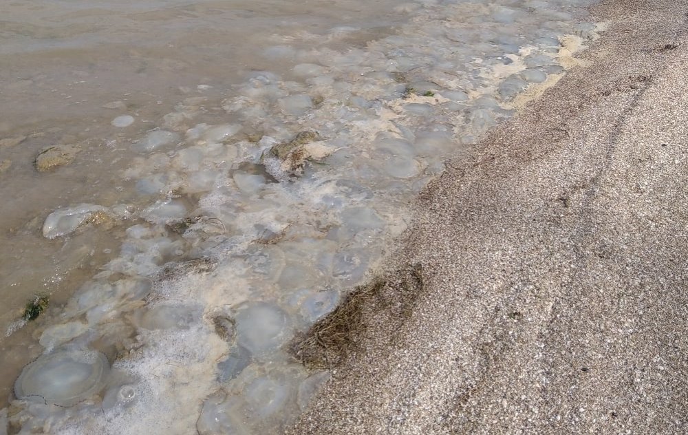 Пляжи Таганрогского залива под Ростовом завалило мертвыми медузами