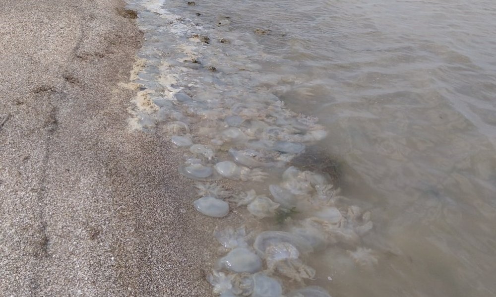 Море в таганроге фото пляж на азовском