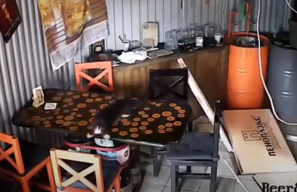 Кот в Краснодаре разгромил пивной бар свалившись с потолка
