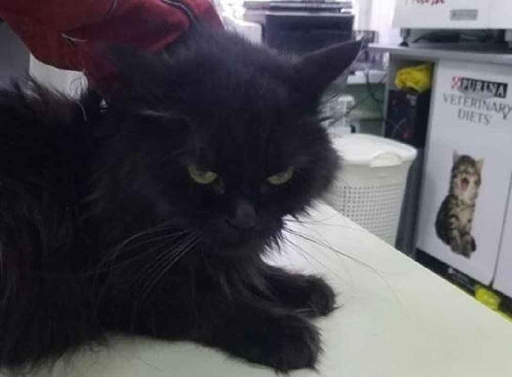 Ветеринары Ростова опасаются, что лечение заболевшей коронавирусом кошки, может закончится для нее летально
