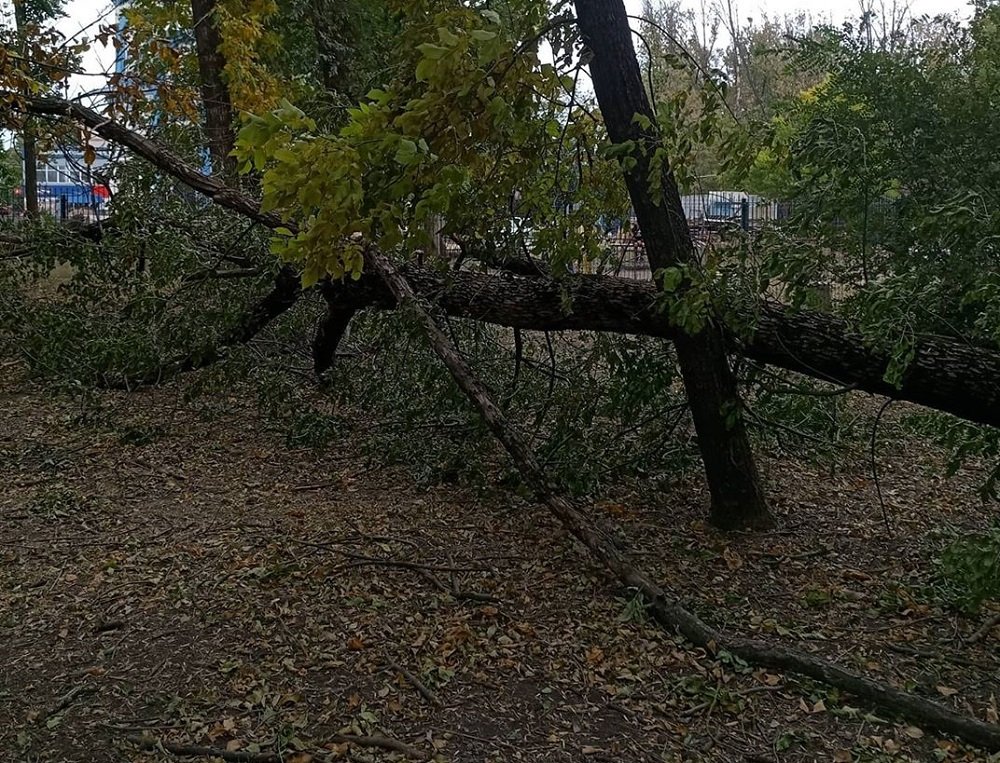 «Натворил делов»: в Зернограде ураган массово повалил деревья