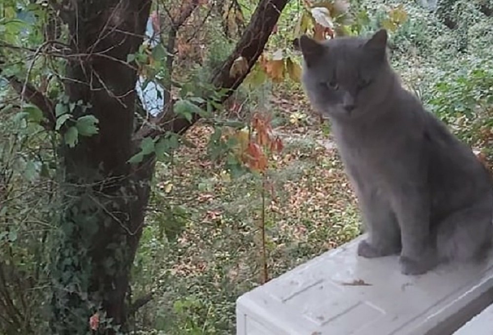 В Ростове живодер показательно убил кота