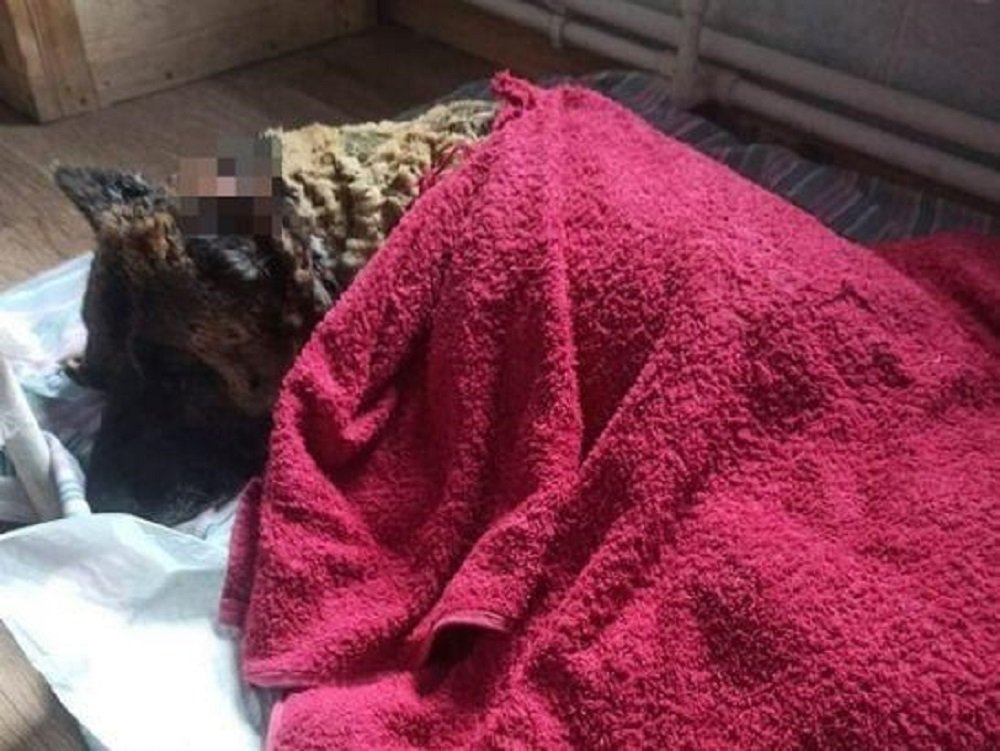 В Батайске жестокие хозяева за ненадобностью выбросили раненного пса