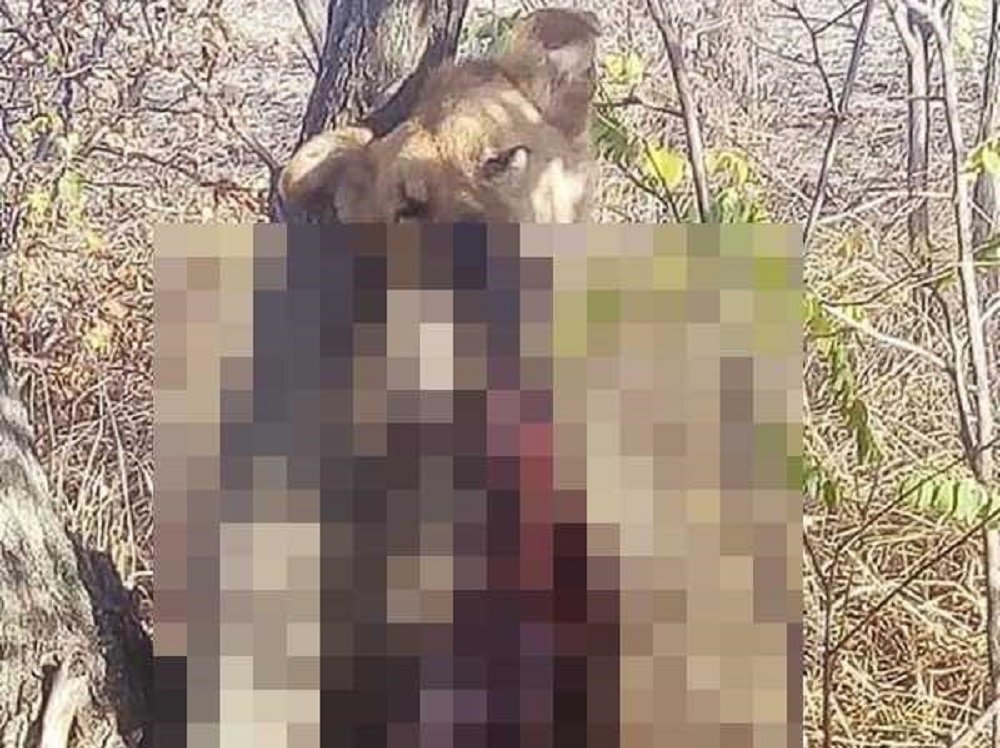 Садист в Новочеркасске расчленил собаку, а затем подвесил ее на дереве