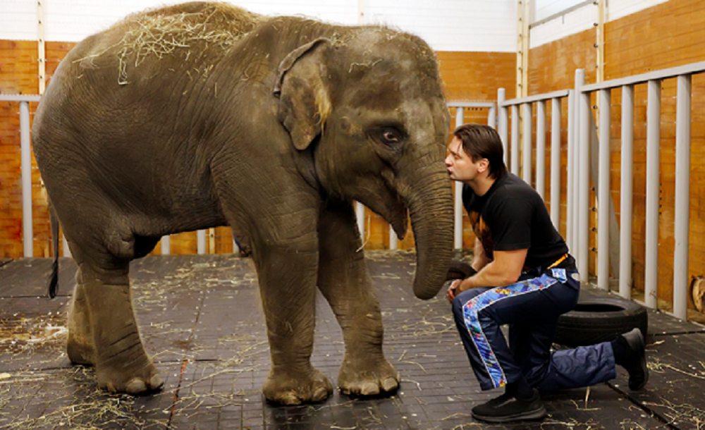 Судьбой ростовского слоненка Эколь заинтересовалась французская актриса Бриджит Бардо