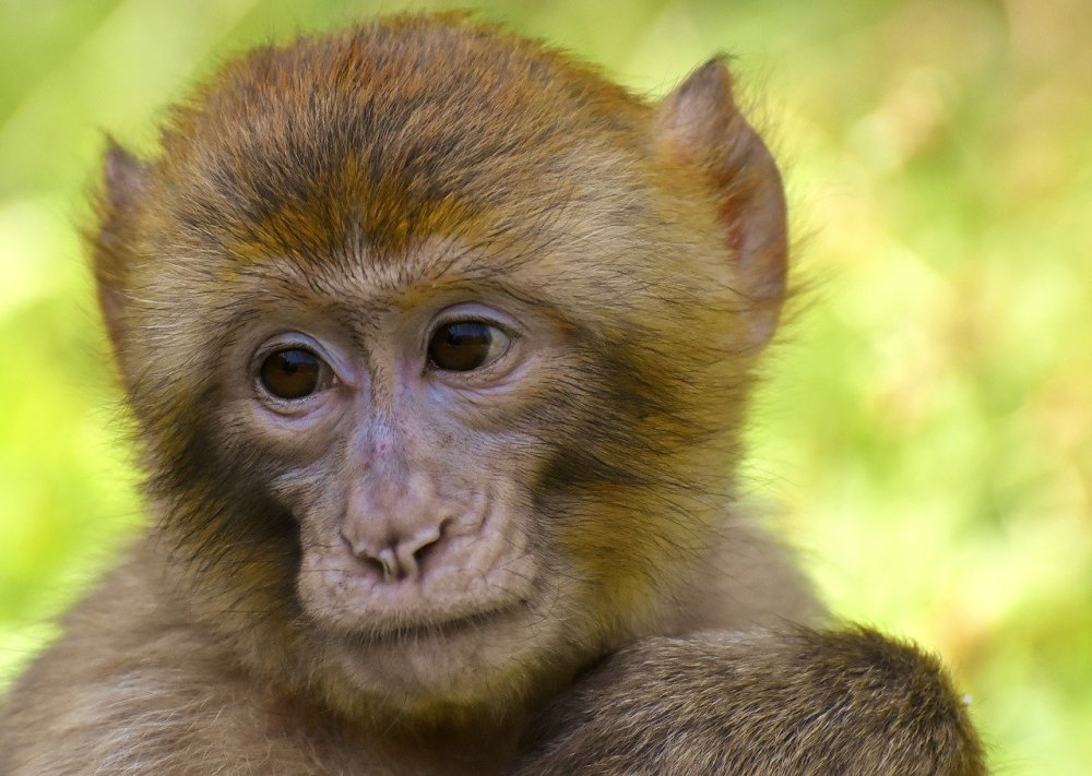 В Сочи обезьянка-реквизит укусила ребенка во время фотосессии