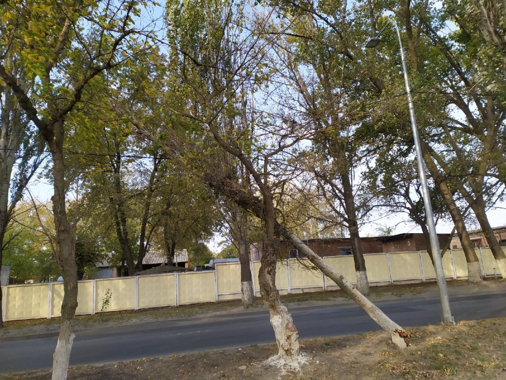 Соцсети: ростовчанам угрожает дерево на Оганова