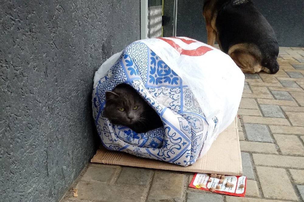 В Ростове неизвестные выкинули погибать кота на улицу