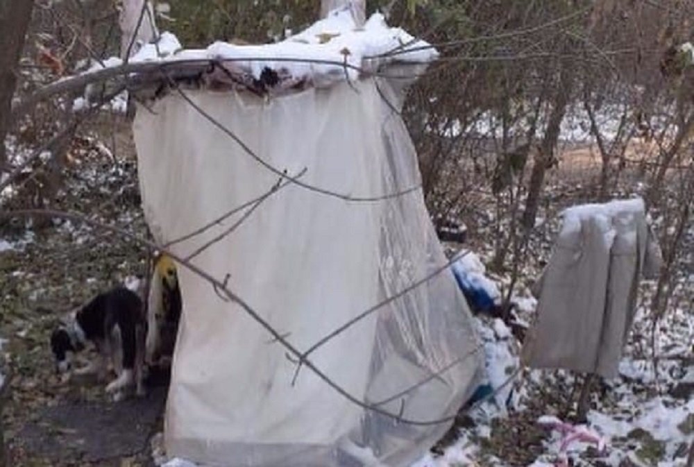 Шалаш бомжа. Устроили шалаш для бродячих собак. Подросток замерз в шалаше. Житель шалаша грязный в белом костюме.
