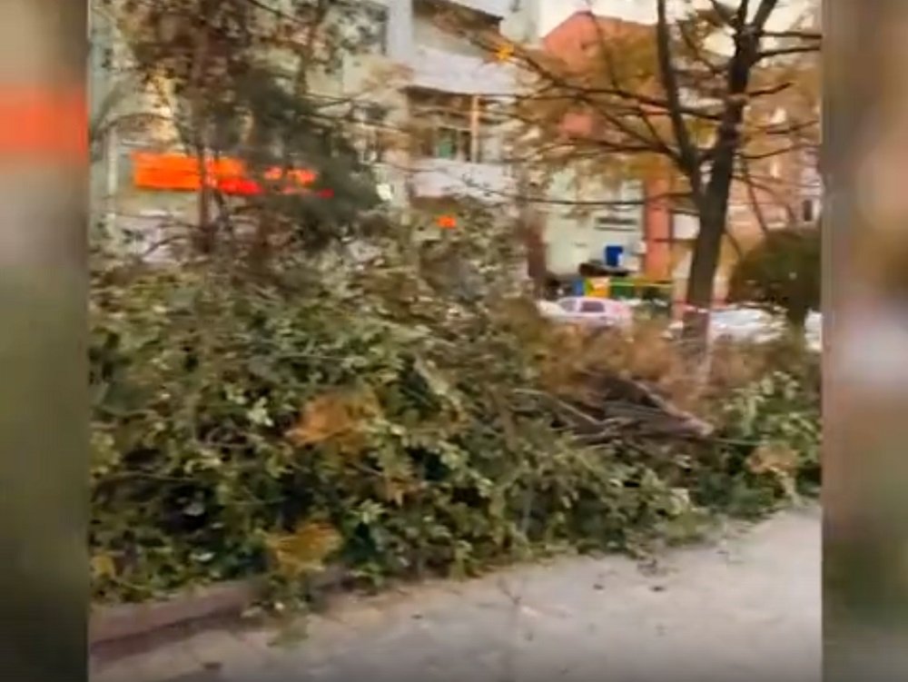 На Пушкинской в Ростове массово валят деревья, - комментарий мэрии