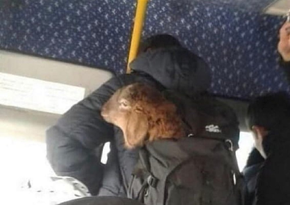 Экстравагантный пассажир автобуса умилил ростовские соцсети