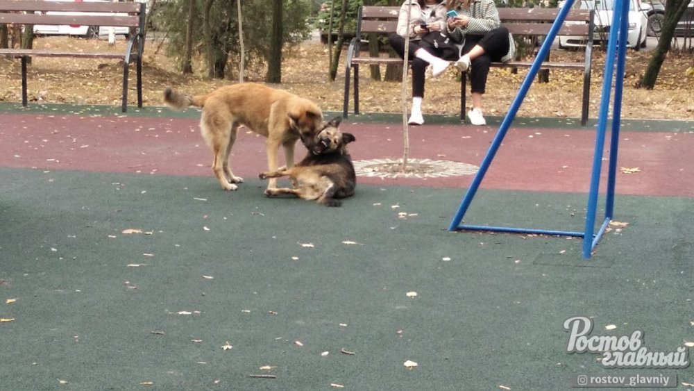 Людей раздирают на детской площадке собаки в Таганроге