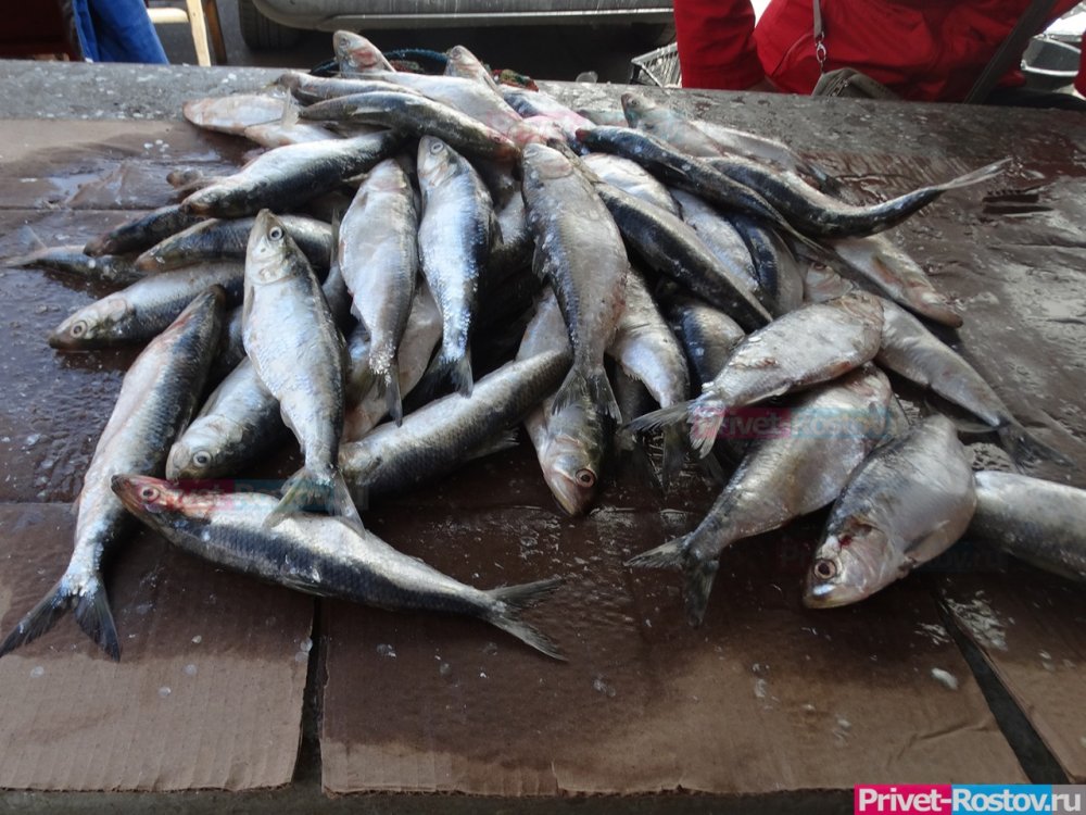 В Ростовской области жители могли пострадать от опасной рыбы