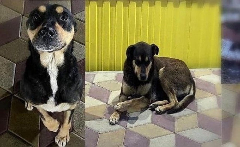 Отморозок в Ростове жестоко расправился с четырьмя собаками