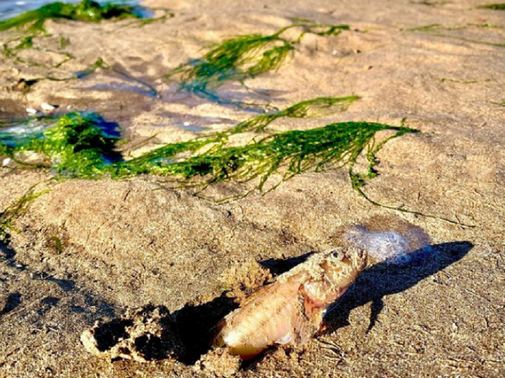 «Опасное явление»: часть Азовского моря полностью осталось без воды