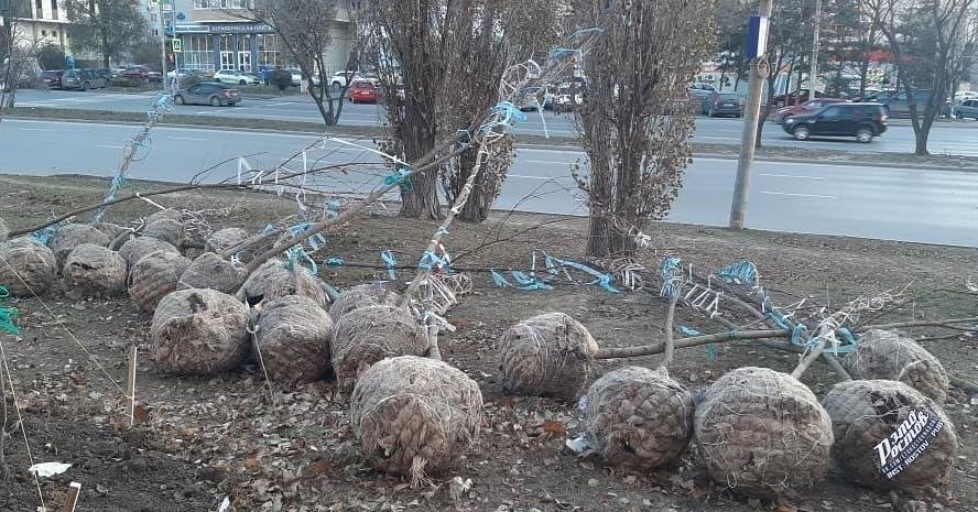 Скандал разгорелся в Таганроге из-за морозных посадок