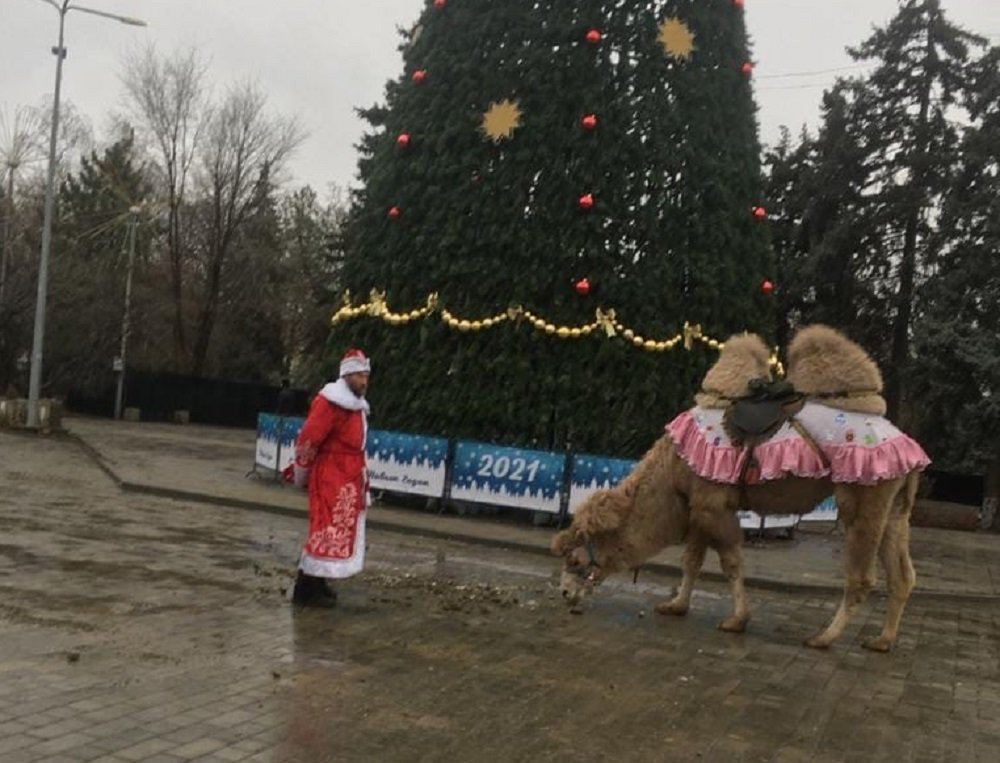 «Настроение так себе»: мужчина с верблюдом в центре Ростова вызвал шквал негатива