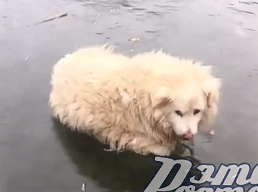 Собака вмерзла в лёд на Можайских прудах в Ростове