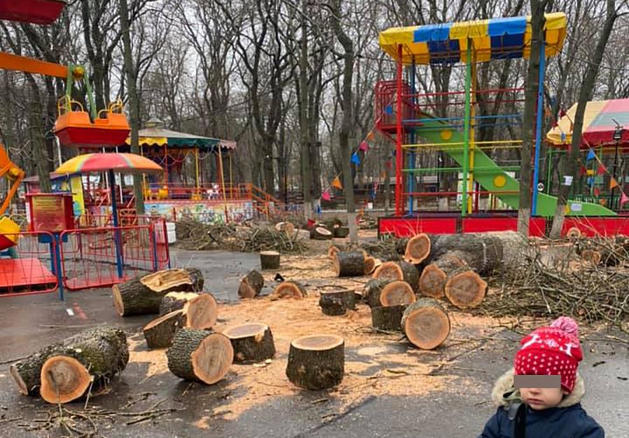 Власти Ростова прокомментировали массовую вырубку деревьев в парке Островского