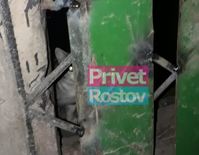 Это какой-то кошмар: Кошек заживо замуровали в подвале в Ростове