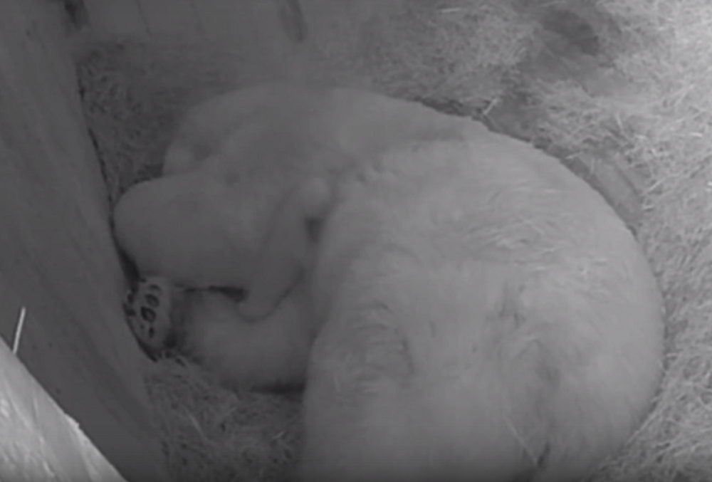 В зоопарке Ростова родился белый медвежонок