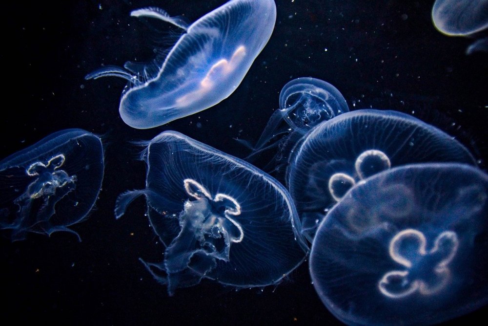 Промышленную добычу медуз хотят наладить в Азовском море