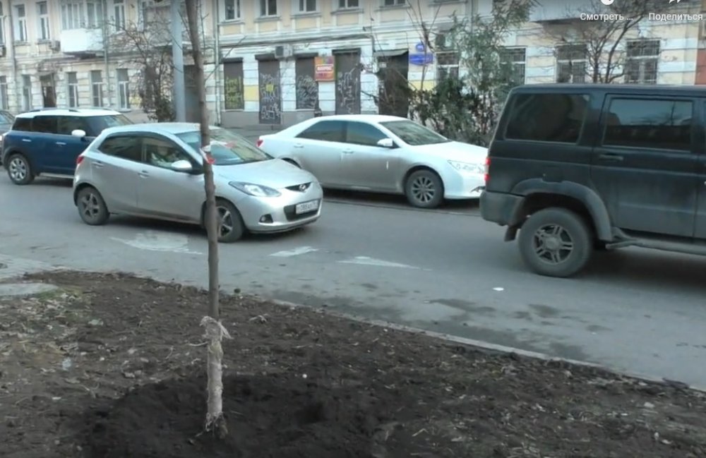 На Горького в Ростове высаженные деревья пришлось выкопать и заново посадить
