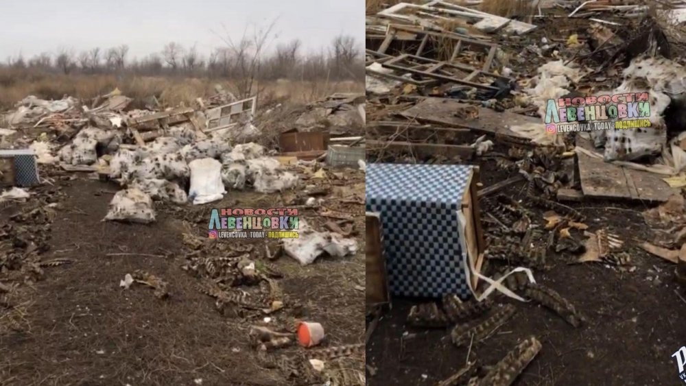 «Сатанисты?»: поле в Ростове за Левенцовкой завалено останками животных