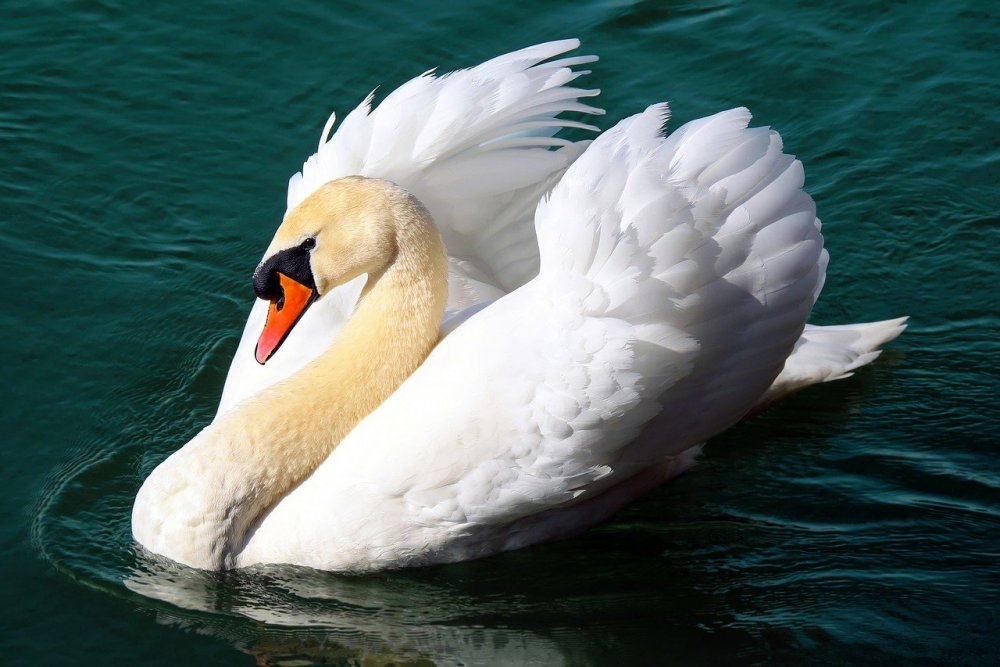 Лебеди гибнут в Ростовской области от птичьего гриппа