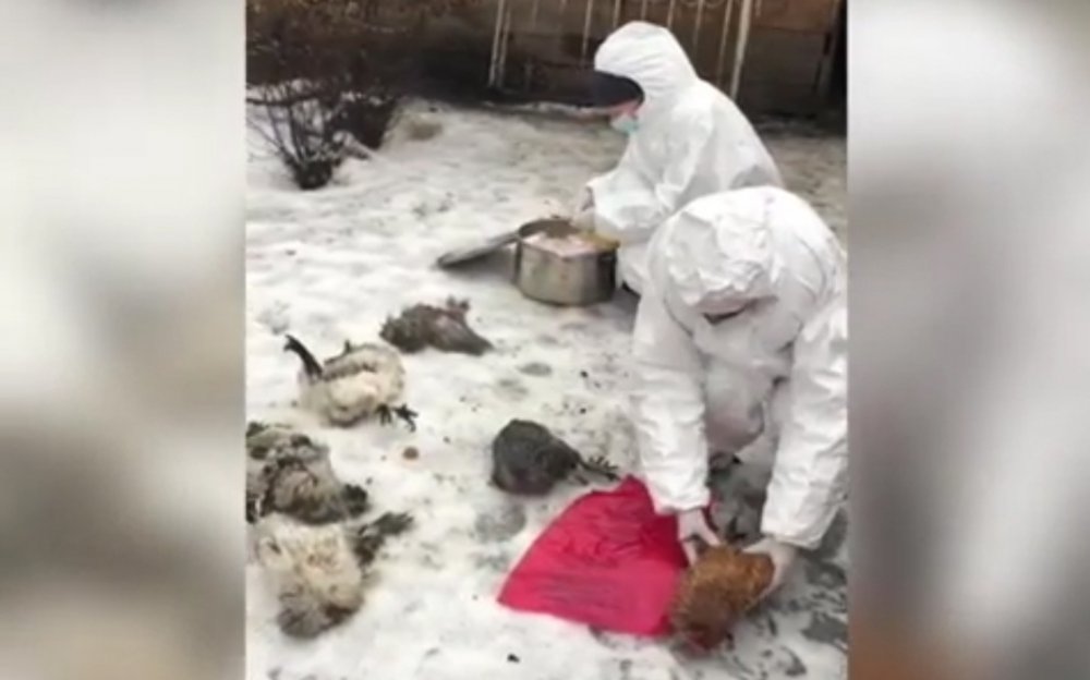 В Ростовской области зафиксирована массовая гибель кур