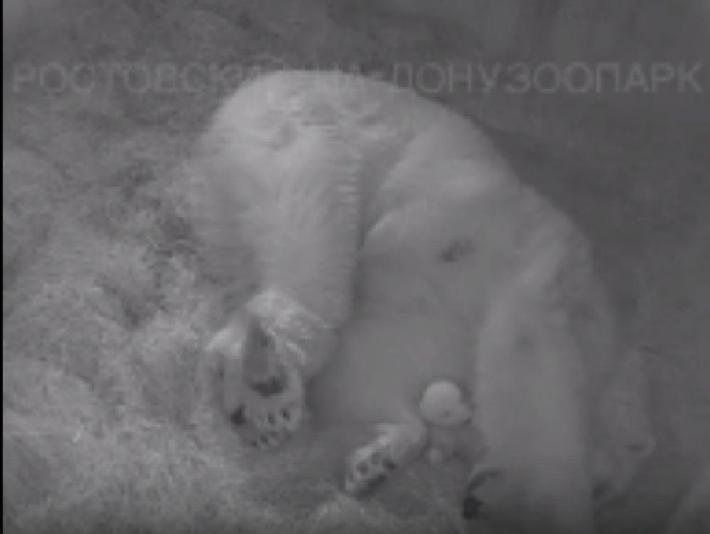 Трогательные кадры медведицы Кометы с новорожденным медвежонком умилили ростовские соцсети