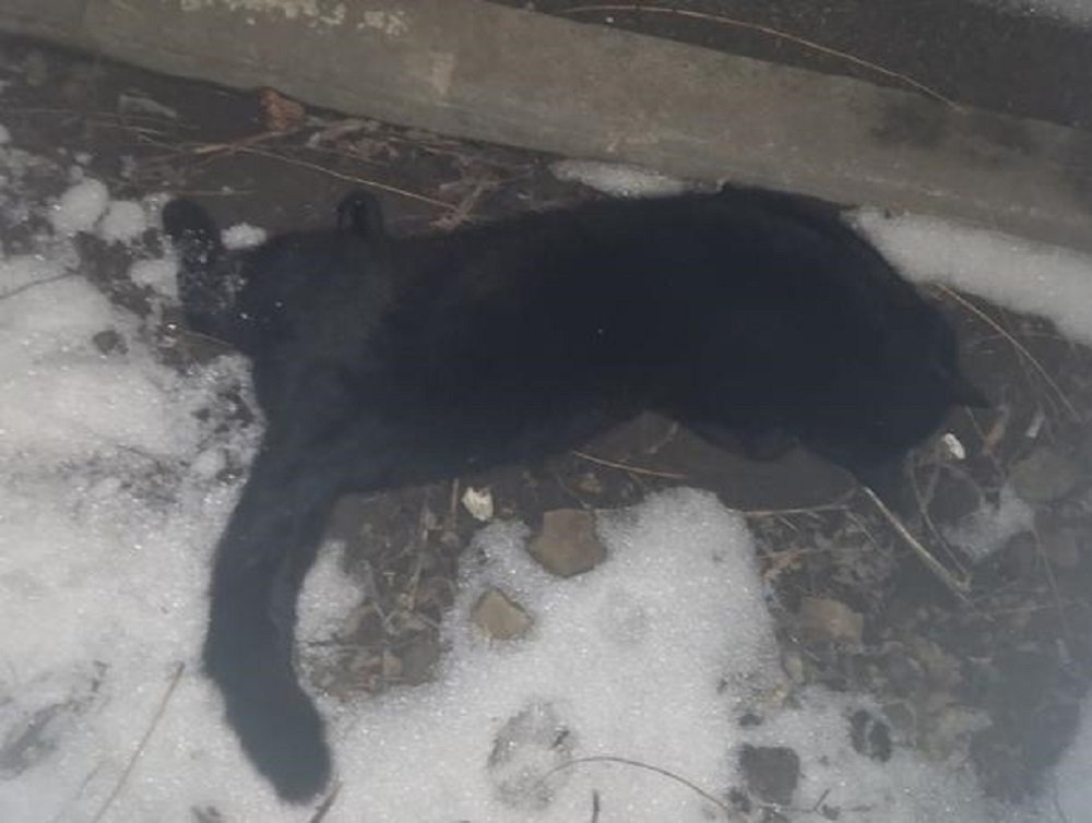 На массовое убийство кошек в Ростовской области пожаловались жители Белой Калитвы