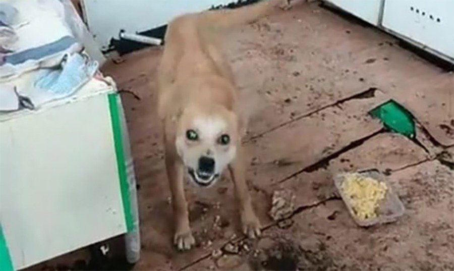 Дворовая собака в Новочеркасске попала в капкан и две недели сидела на морозе