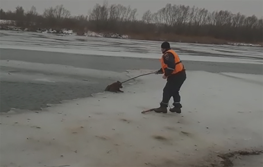 В Ростовской области провалившуюся под лед собаку спасали 2 подруги, им помогли люди