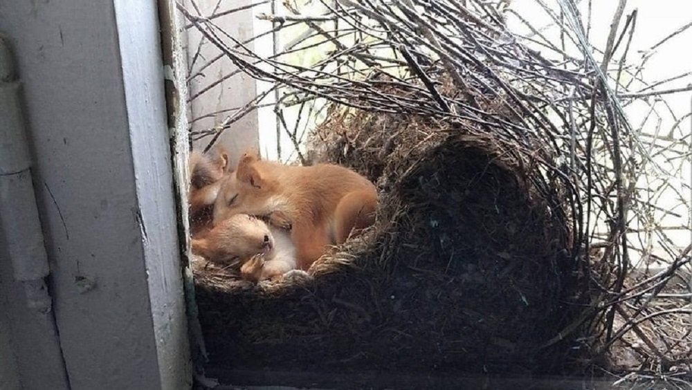 Неожиданные соседи: в Ростове белки свили гнездо за окном многоэтажки
