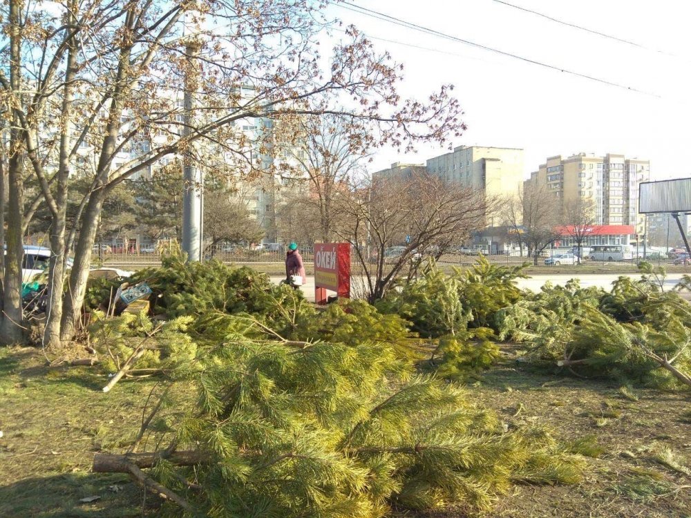 Ростовчан взбесили брошенные продавцами елки