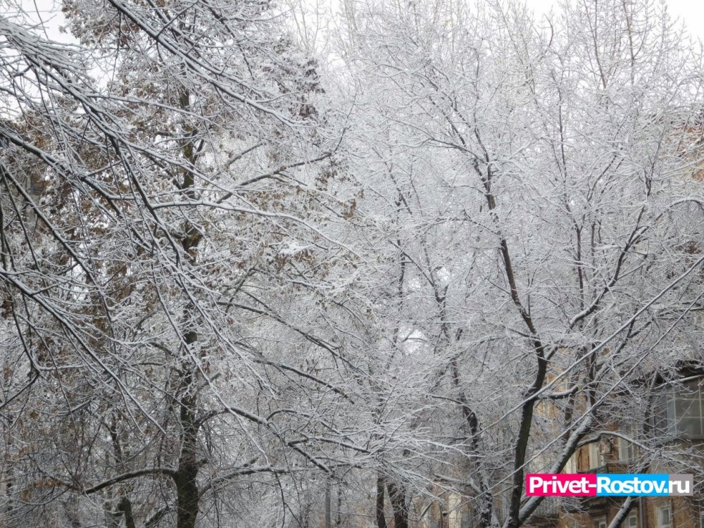 Массовое падение деревьев из-за снегопада грозит Ростовской области