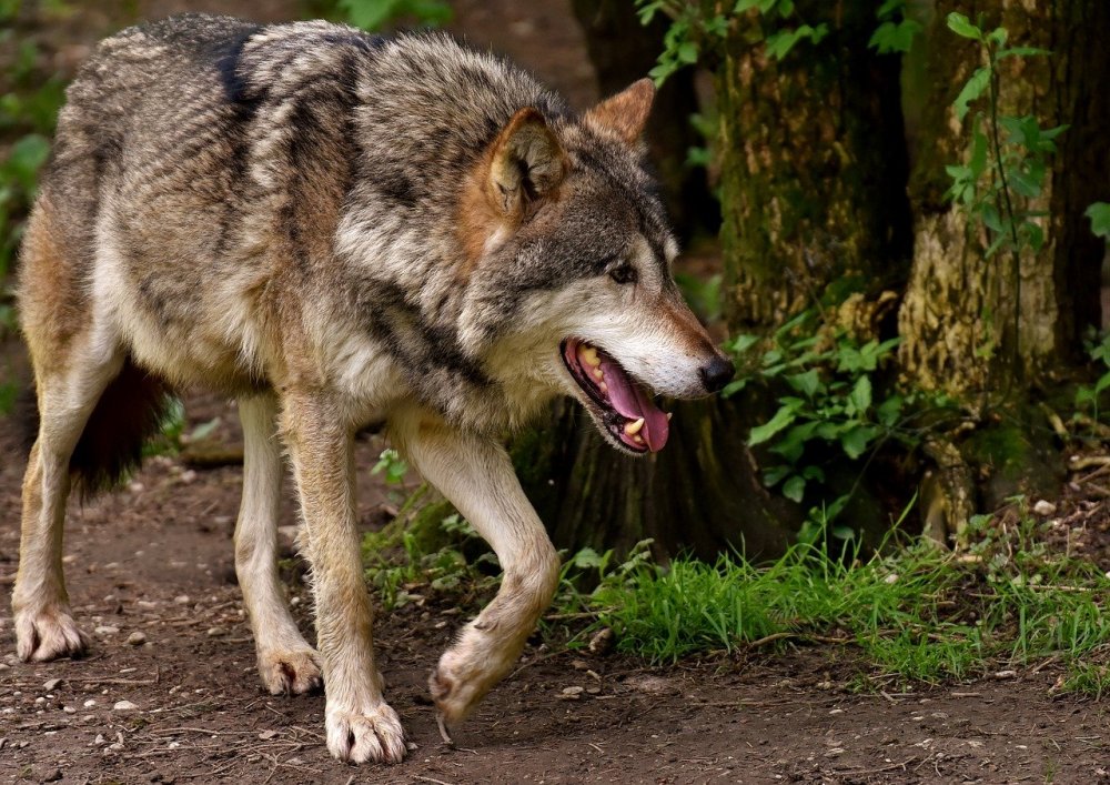 Голодающие волки устроили кровавую резню в Ростовской области