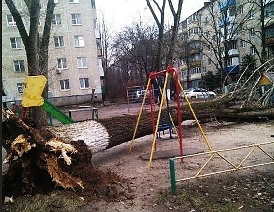 Большое дерево рухнуло на детскую площадку в Ростове