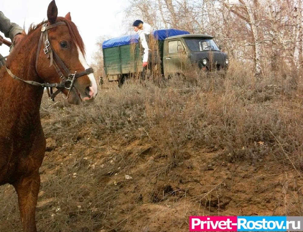 В полицию поступило заявление об изнасиловании россиянки конем