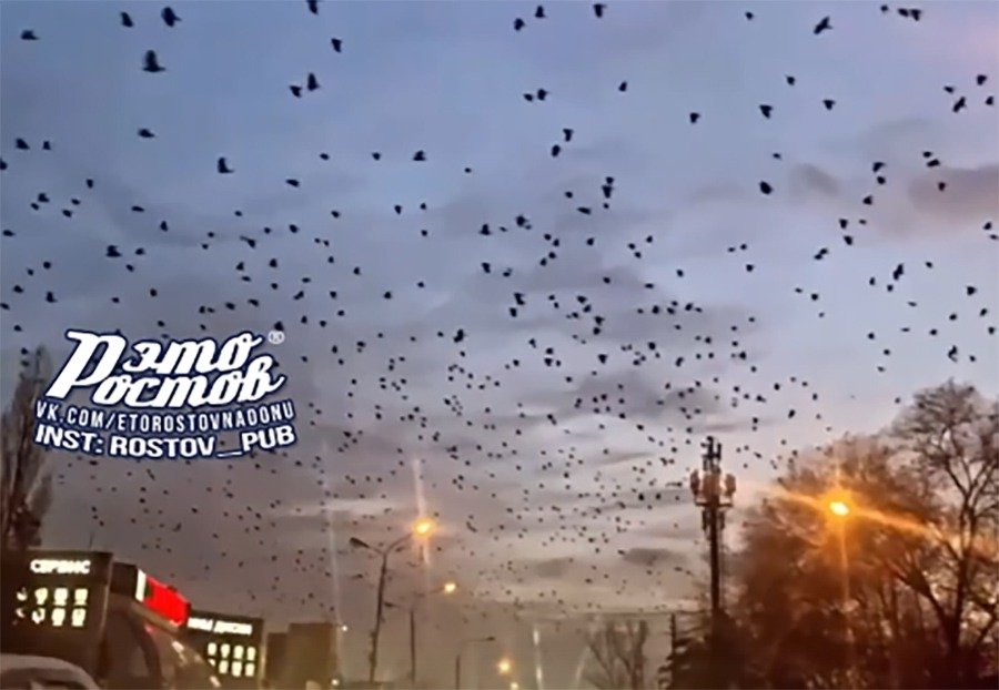 Ростовчан взволновала массовое шествие птиц над городом