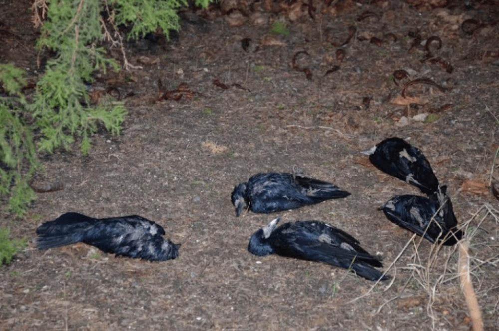 Массовая смерть птицы зафиксирована в Ростовской области